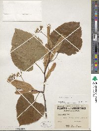 Tilia americana image