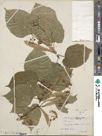 Tilia americana image