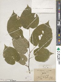 Tilia americana image