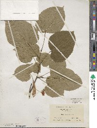 Tilia americana image