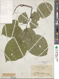 Tilia americana image