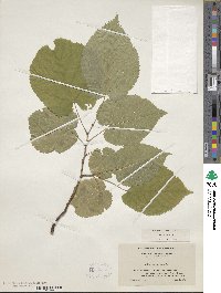 Tilia americana image