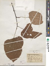 Tilia americana image