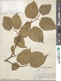 Tilia americana image