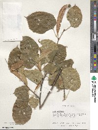 Tilia americana image