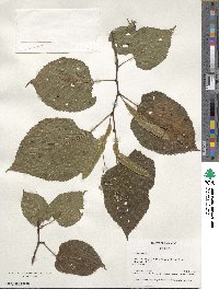 Tilia americana image