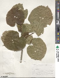 Tilia americana image