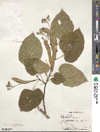 Tilia americana image