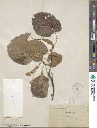 Tilia americana image