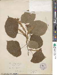 Tilia americana image