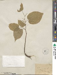 Tilia americana image