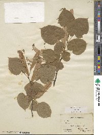 Tilia americana image