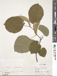 Tilia americana var. caroliniana image