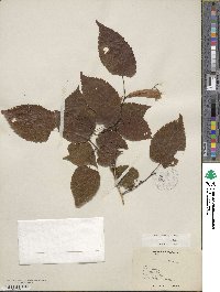 Tilia americana var. caroliniana image