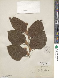 Tilia americana image