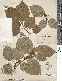 Tilia americana var. caroliniana image