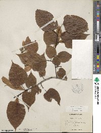 Tilia americana var. caroliniana image