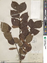 Tilia americana image