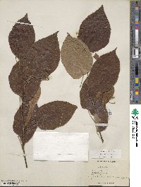 Tilia americana image