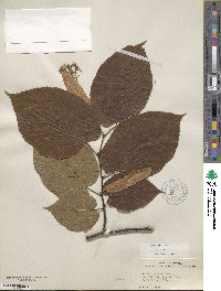 Tilia americana image