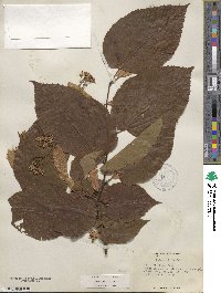 Tilia americana var. caroliniana image