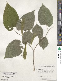 Tilia americana image