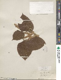 Tilia americana image