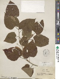 Tilia americana var. caroliniana image