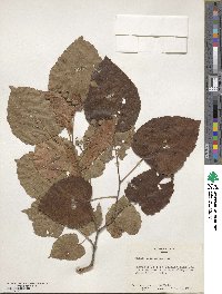 Tilia americana image