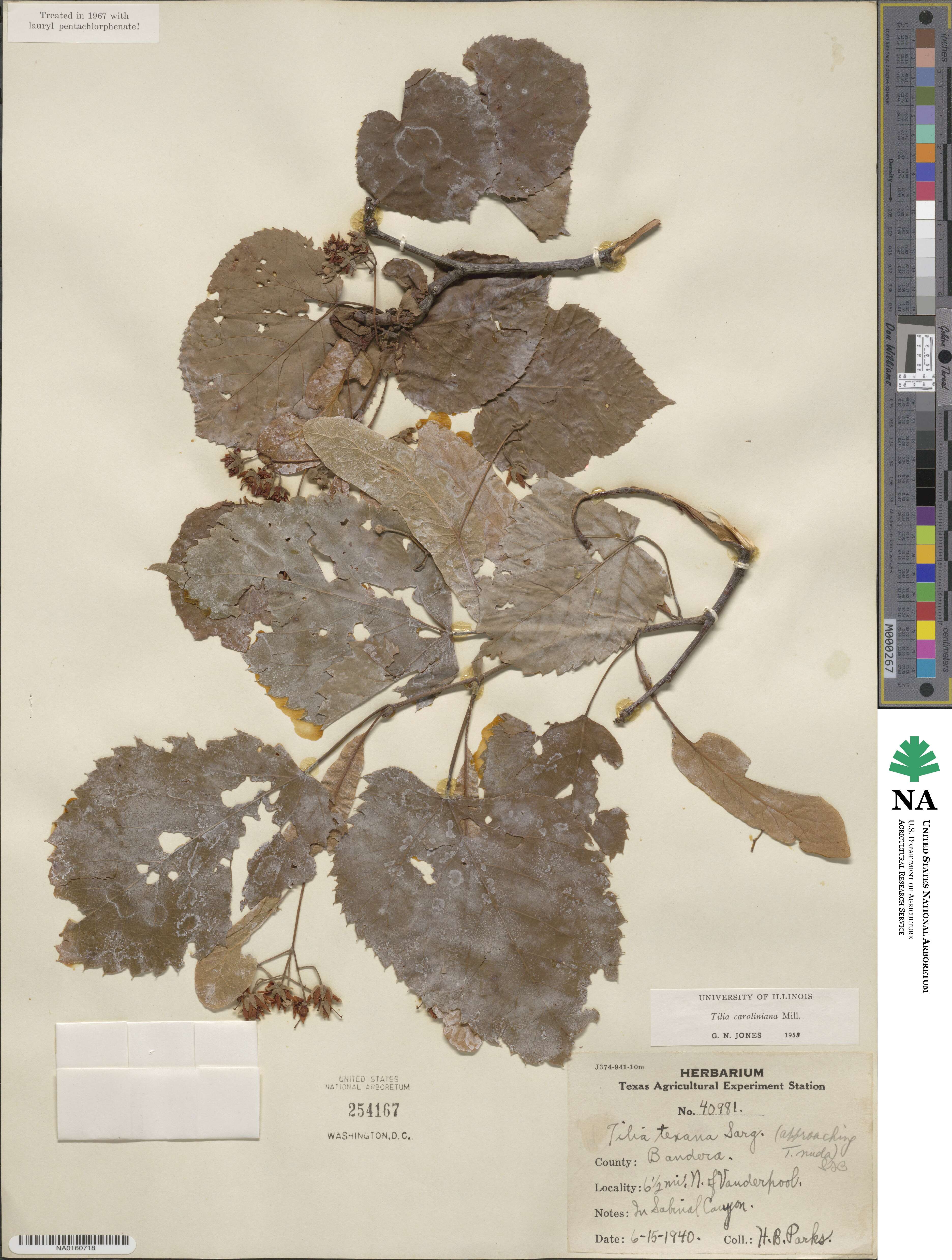 Tilia americana var. caroliniana image