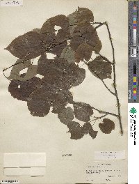 Tilia americana image