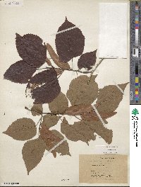 Tilia americana var. caroliniana image