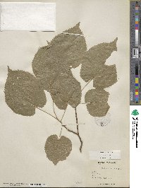 Tilia americana var. caroliniana image