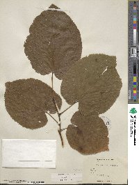 Tilia americana var. caroliniana image