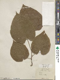 Tilia americana var. caroliniana image