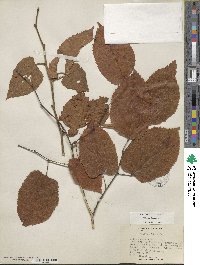 Tilia americana image