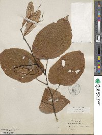 Tilia americana var. caroliniana image