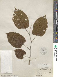 Tilia americana var. caroliniana image