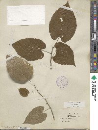 Tilia americana image