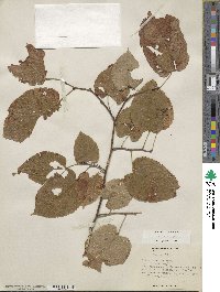 Tilia americana image