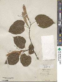 Tilia americana var. caroliniana image