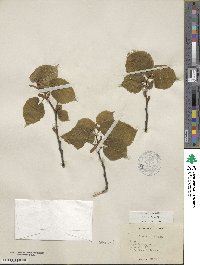 Tilia americana image