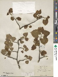 Tilia americana var. caroliniana image