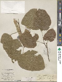 Tilia americana var. caroliniana image