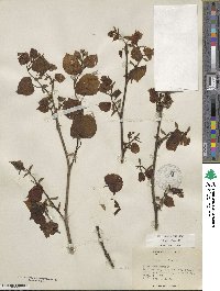 Tilia americana image