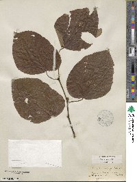 Tilia americana var. caroliniana image