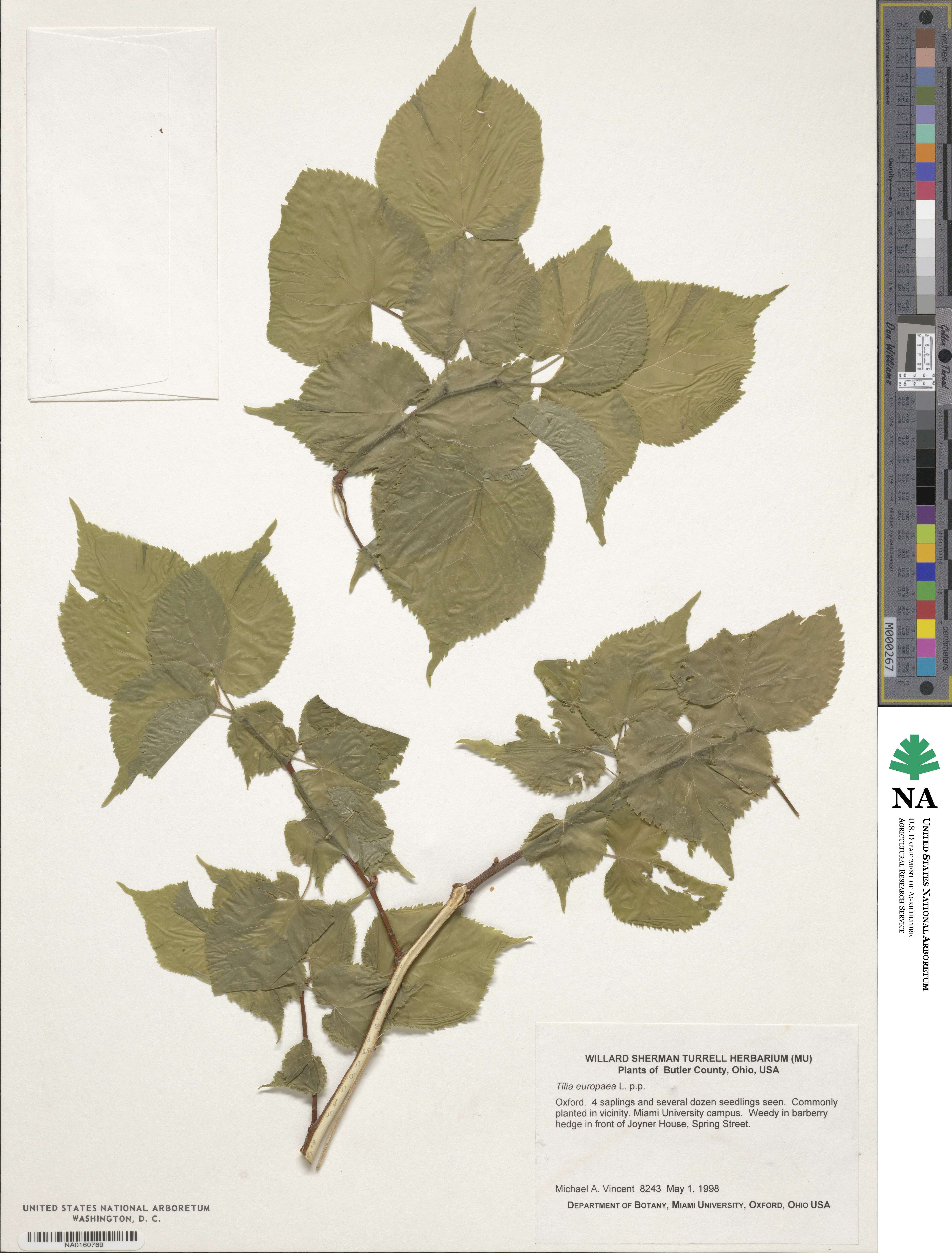 Tilia platyphyllos subsp. platyphyllos image