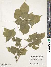 Tilia platyphyllos subsp. platyphyllos image