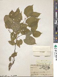 Tilia americana var. caroliniana image