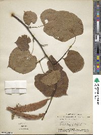 Tilia americana image